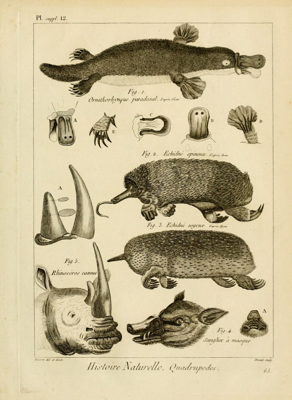 Desmarest 1819 camus