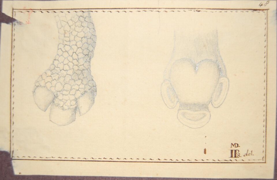 Parsons in 1739 feet