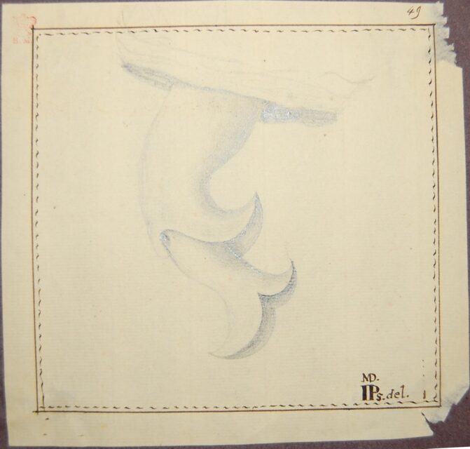 Parsons in 1739 penis