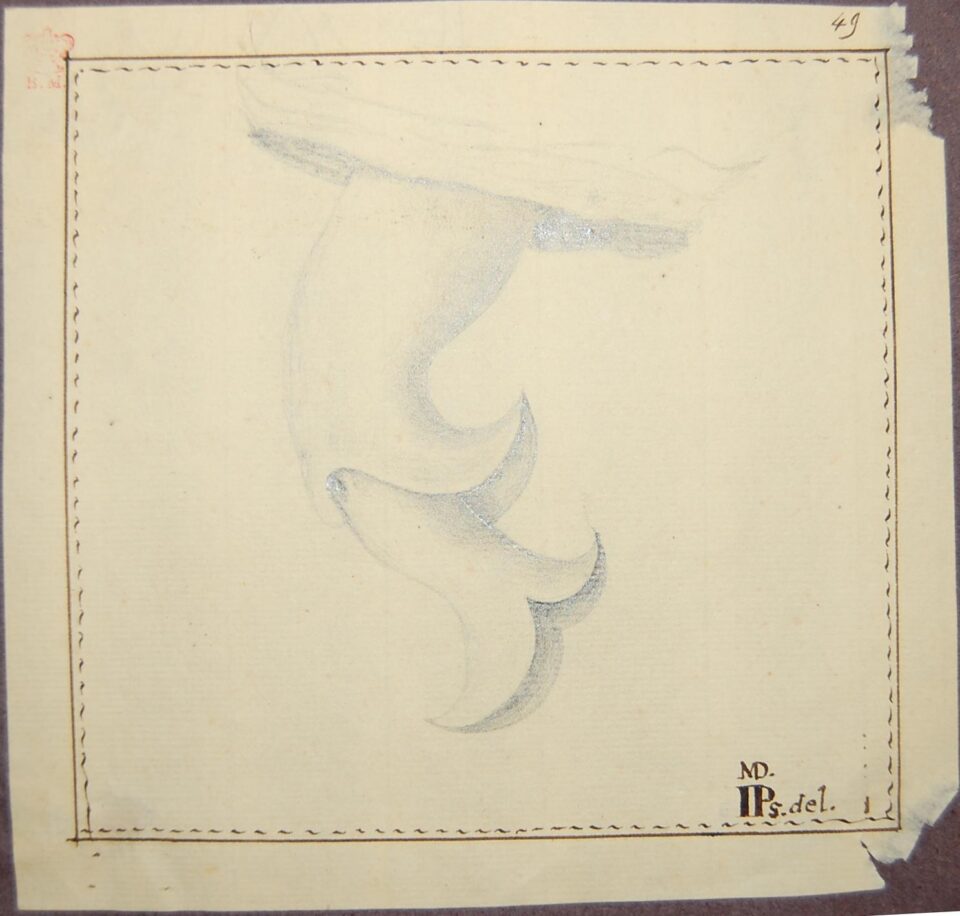 Parsons in 1739 penis