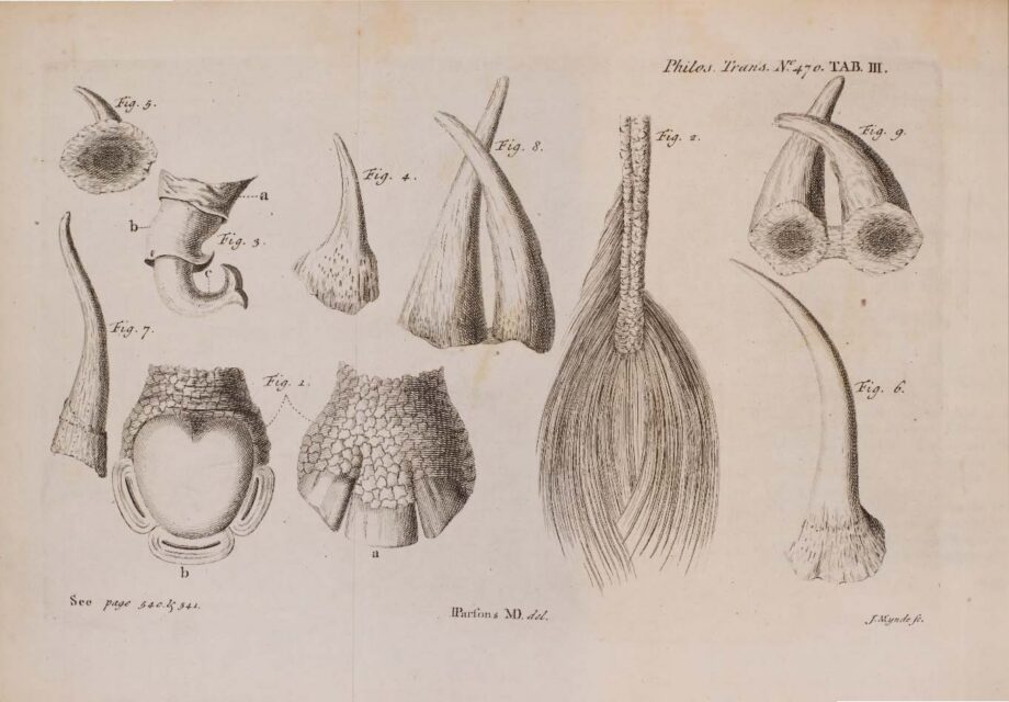 Parsons 1743 various objects