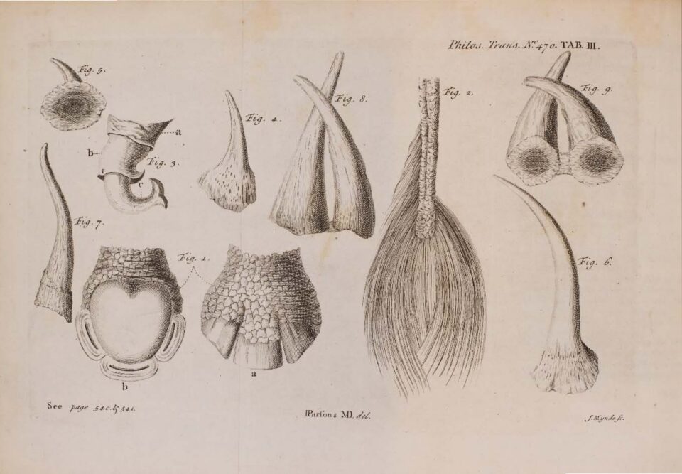 Parsons 1743 various objects
