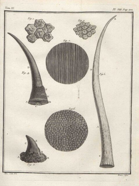 Rhino parts in Paris