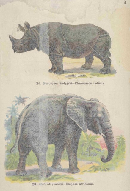 Rhinoceros