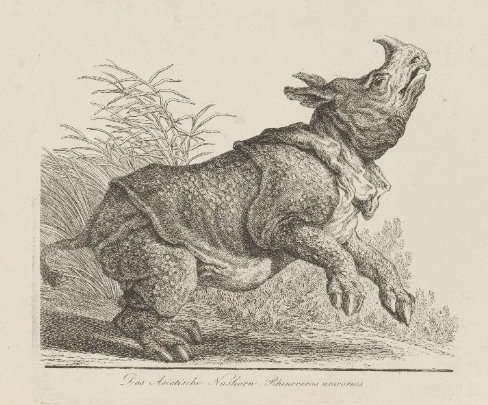 Ridinger Asiatische Nashorn