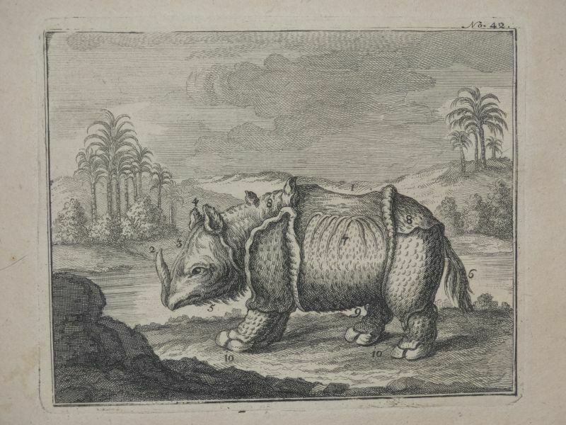 an unusually hairy rhino