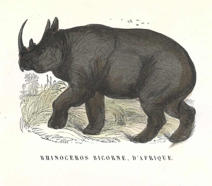 Buffon for young people 1849 African