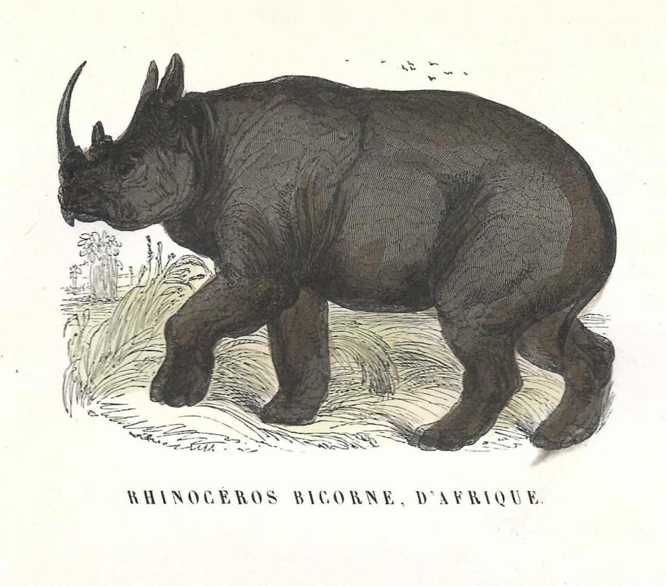 Buffon for young people 1849 African