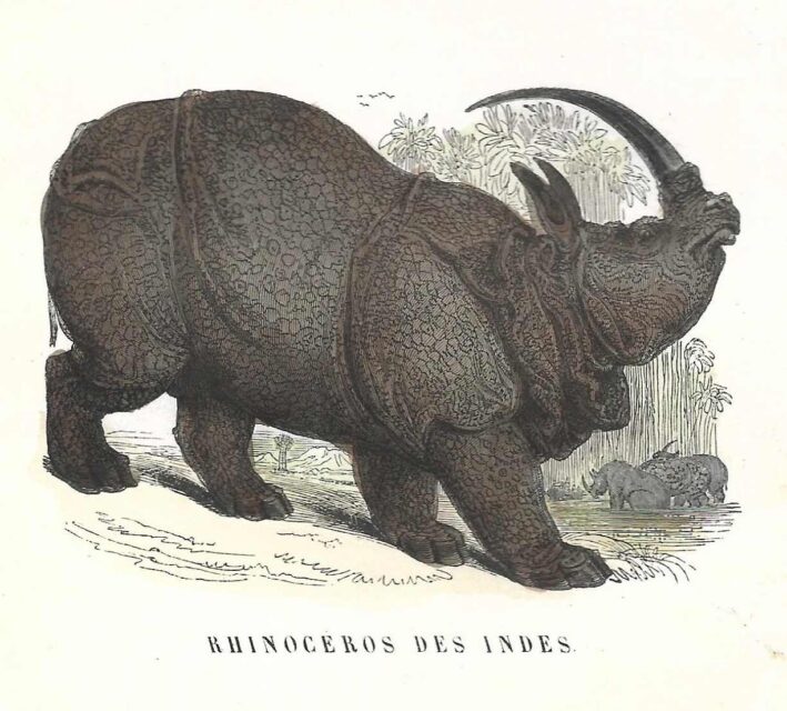 Buffon for young people 1849 Indian