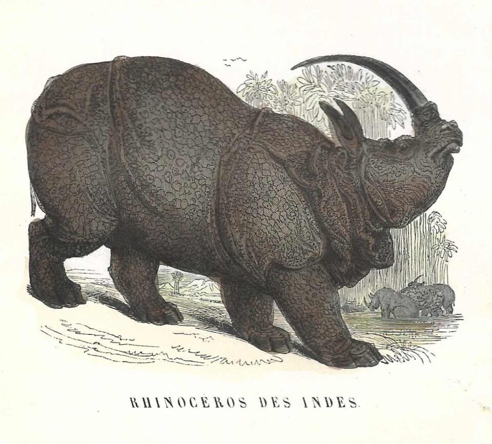 Buffon for young people 1849 Indian