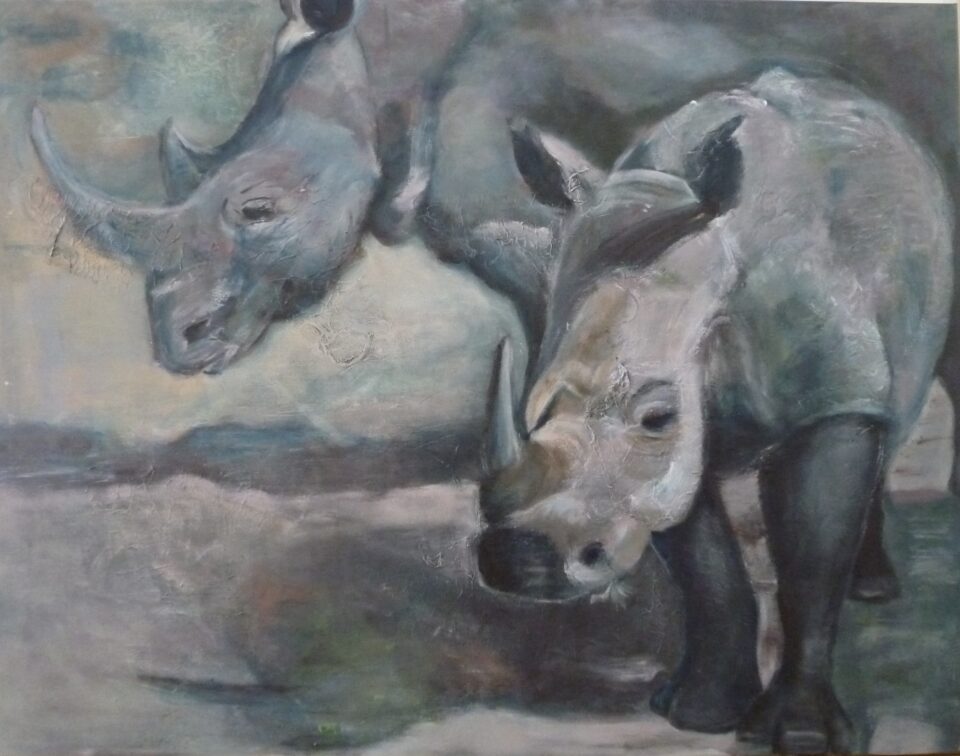 Dijkstra – white rhino in Kruger