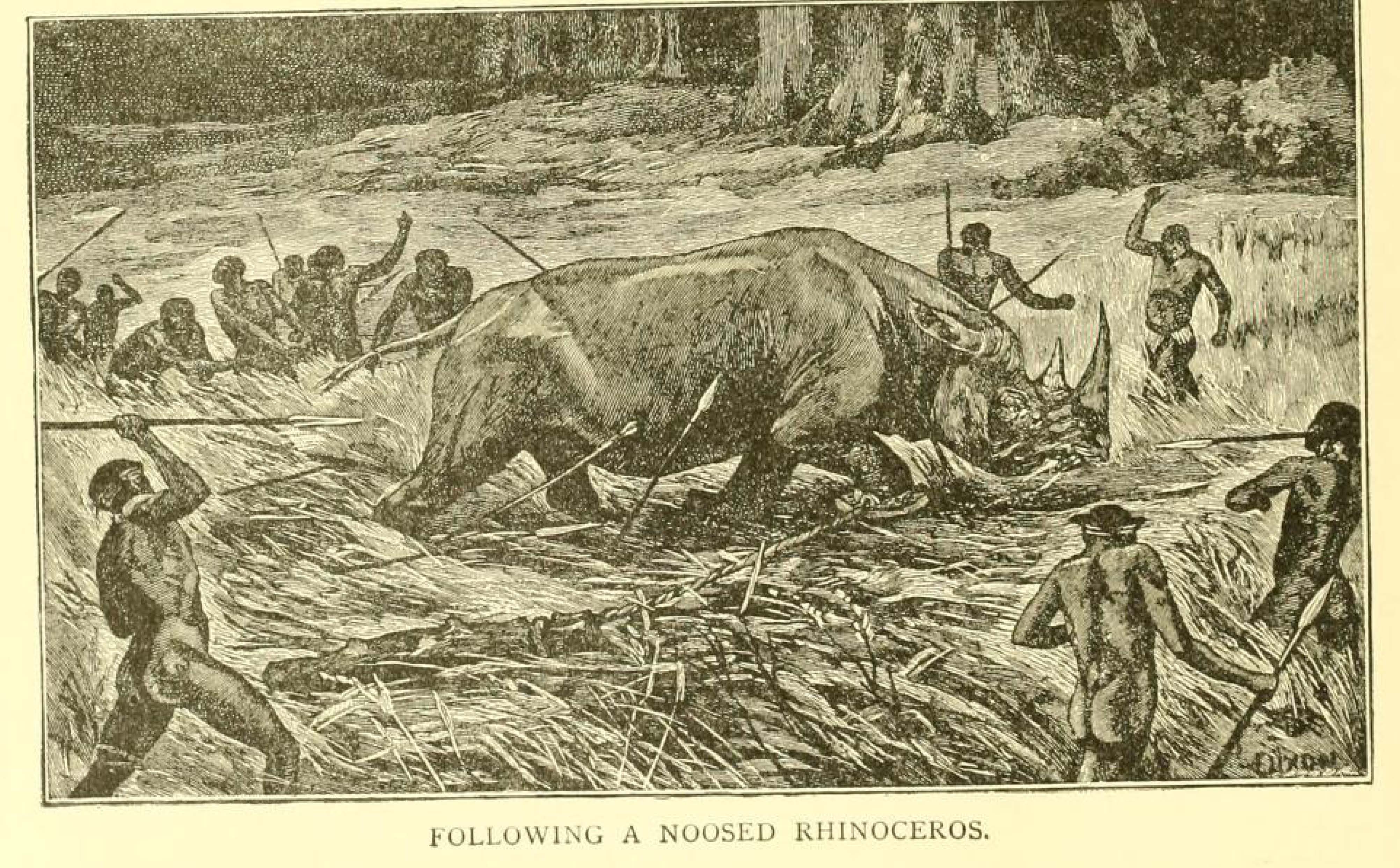 Noobsed Noosed rhino 1903 — Rhino Resource Center