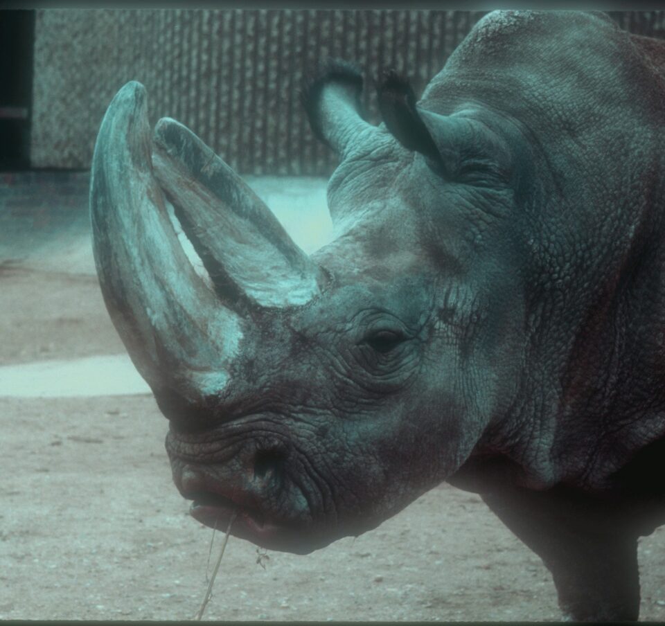 Northern white in London 1979