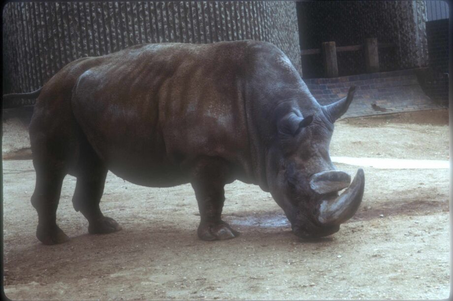 Ben, Northern white from Uganda