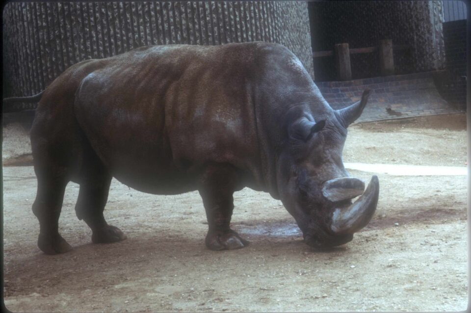 Ben, Northern white from Uganda