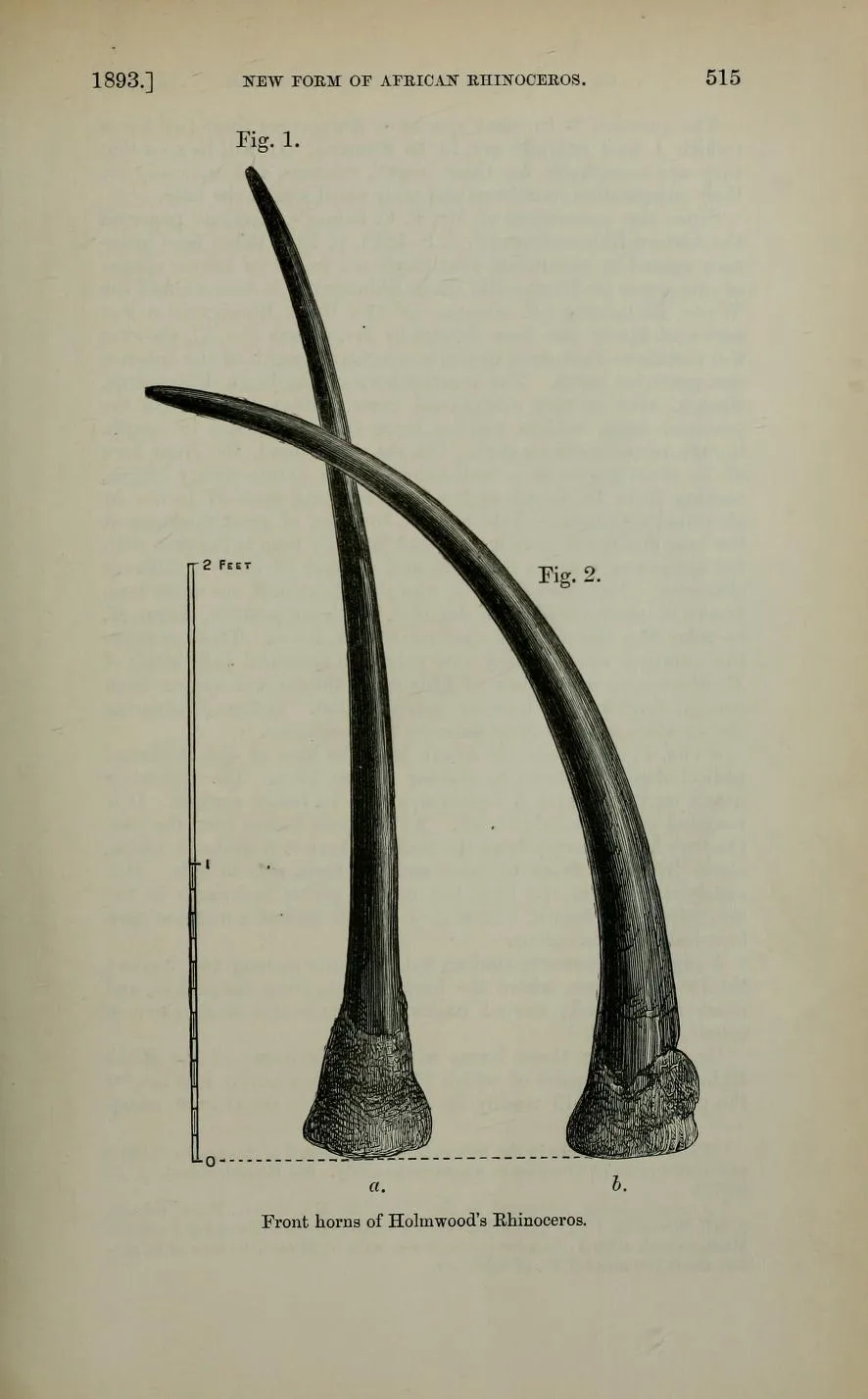 Tanzania horns