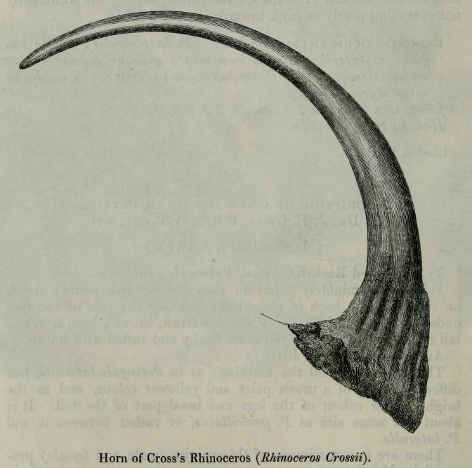 Rhinoceros crossii
