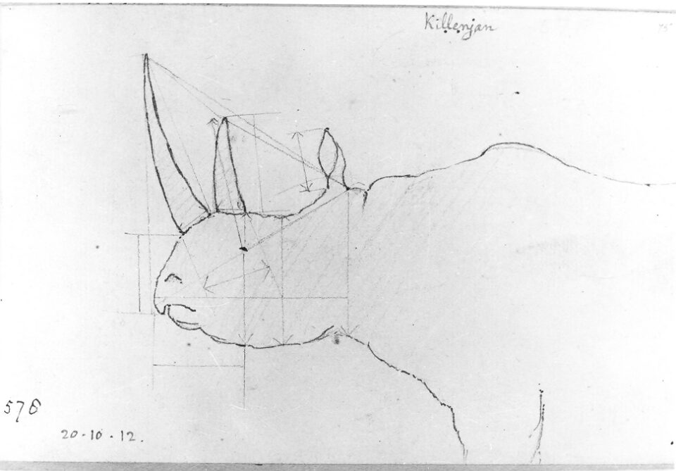 Burchell black rhino Killenjan