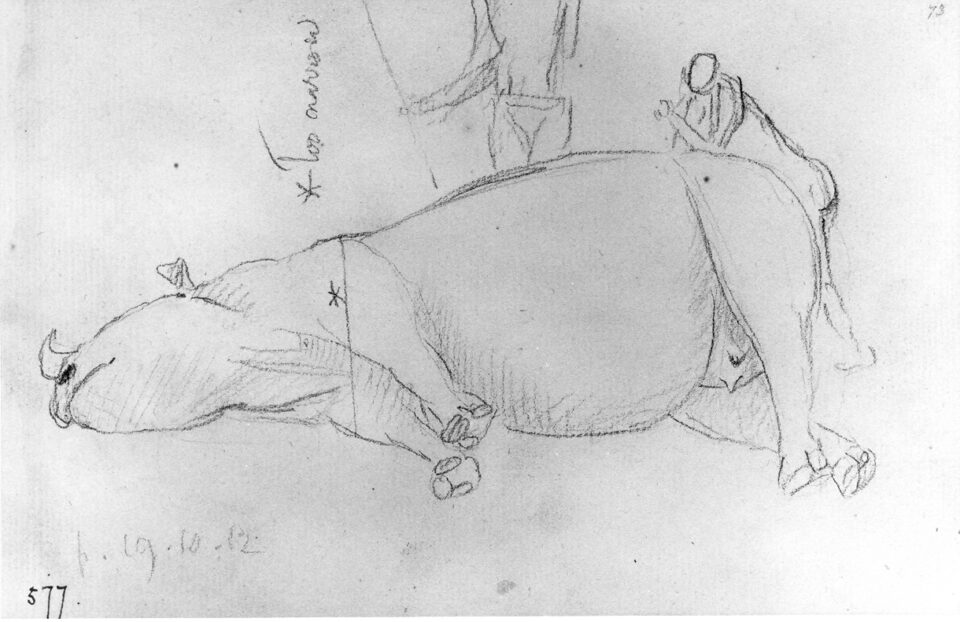 Burcgell Black rhino dead