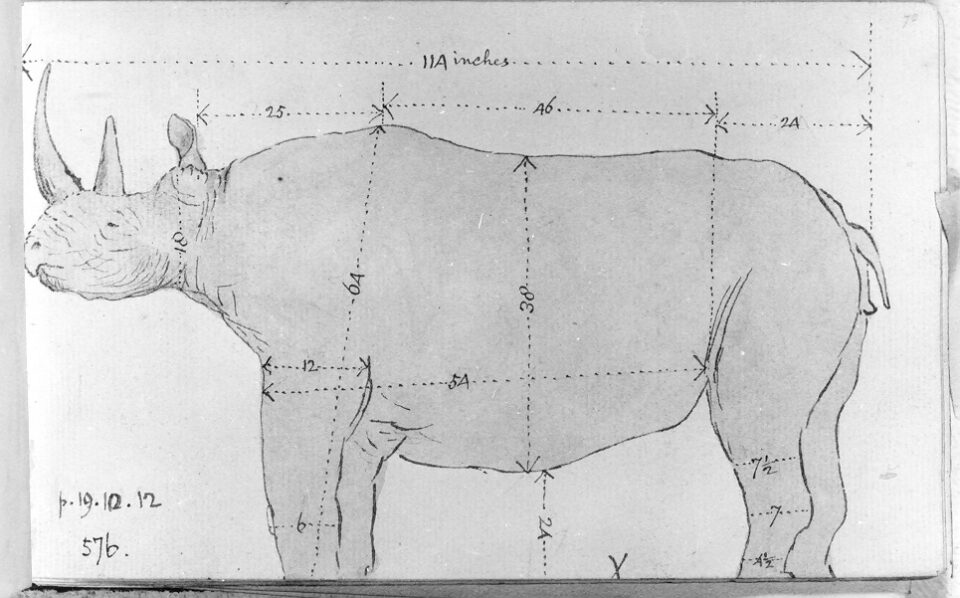 Burchell lateral view black rhino