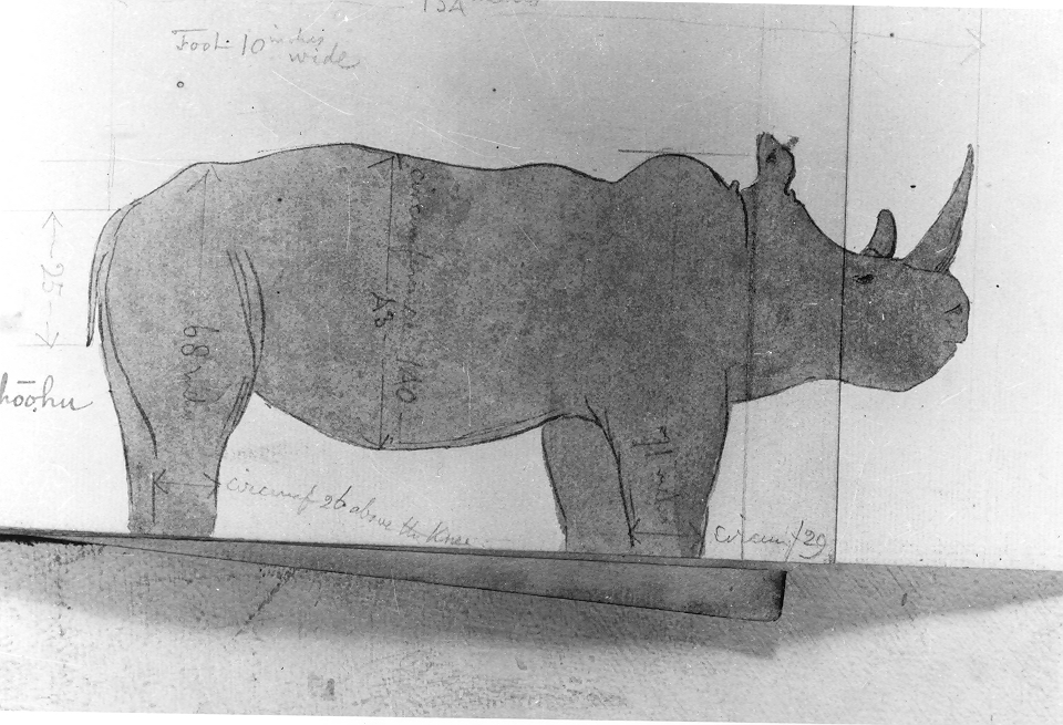 Burchell white rhino with dimensions