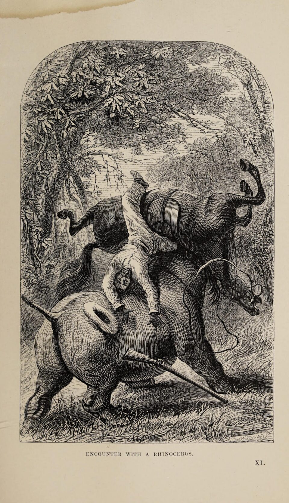 Gosse Encounter with Rhinoceros