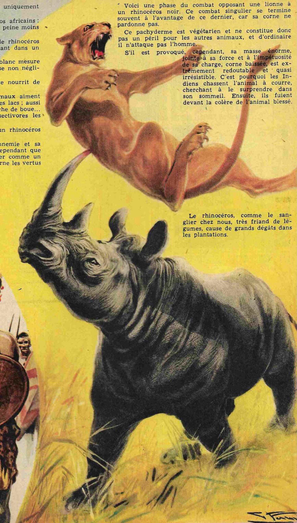 Spirou 1956 Lion Attack