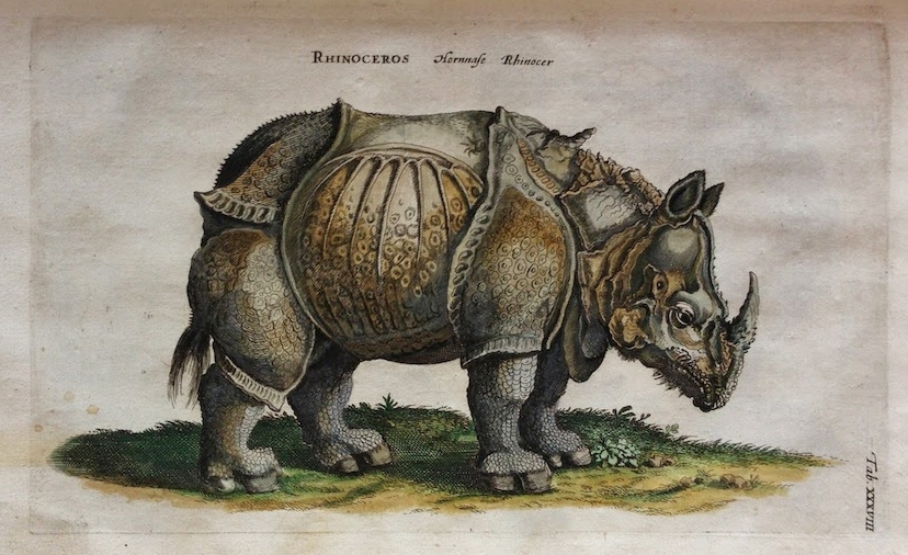 Jonston 1660 coloured copy