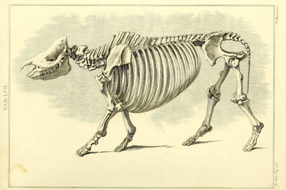 Home – Rhinoceros Sumatranus