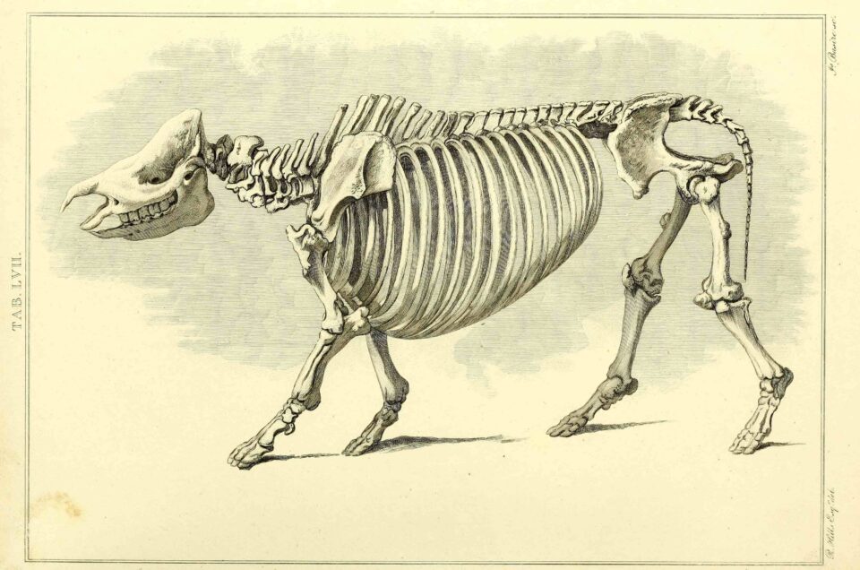 Home – Rhinoceros Sumatranus