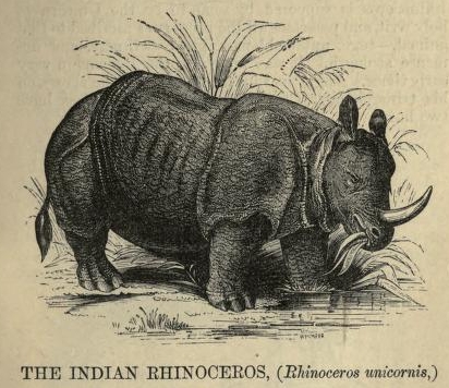 Entertaining Naturalist 1867