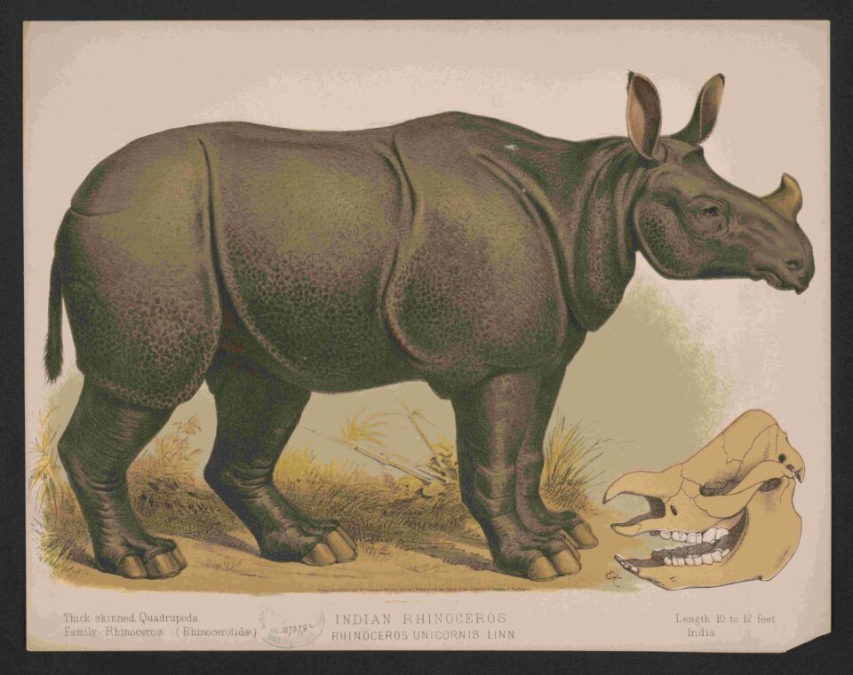 Indian Rhino 1874