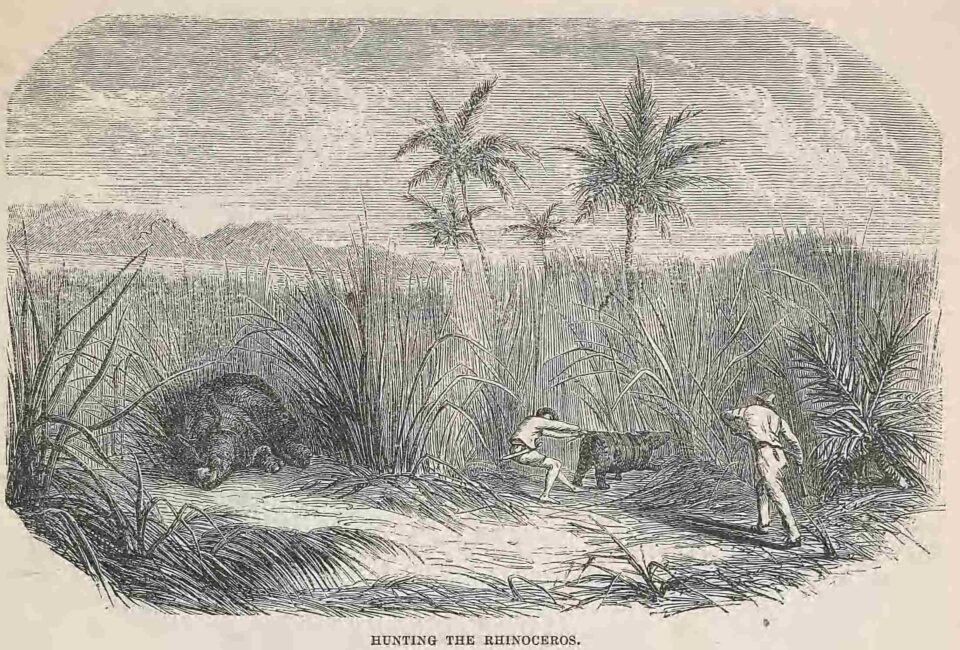 Hunting the Rhinoceros
