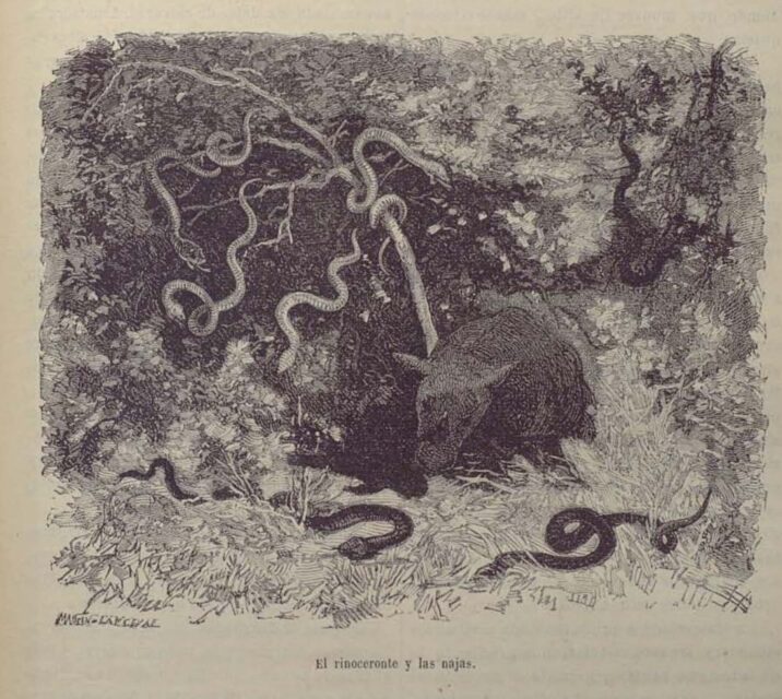 Rhino and snakes