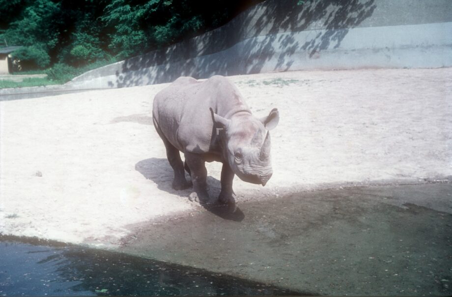 Munich 1961 Female black rhino