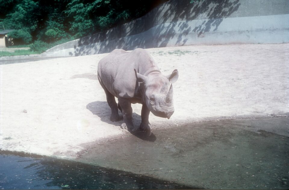 Munich 1961 Female black rhino
