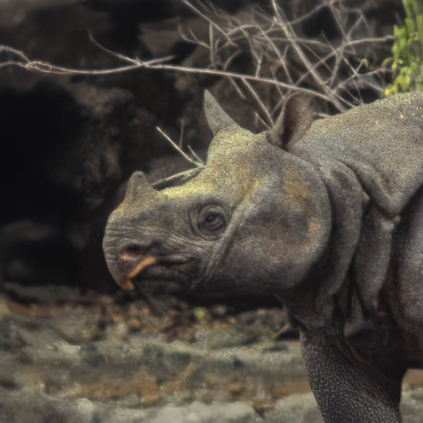 Javan Rhino