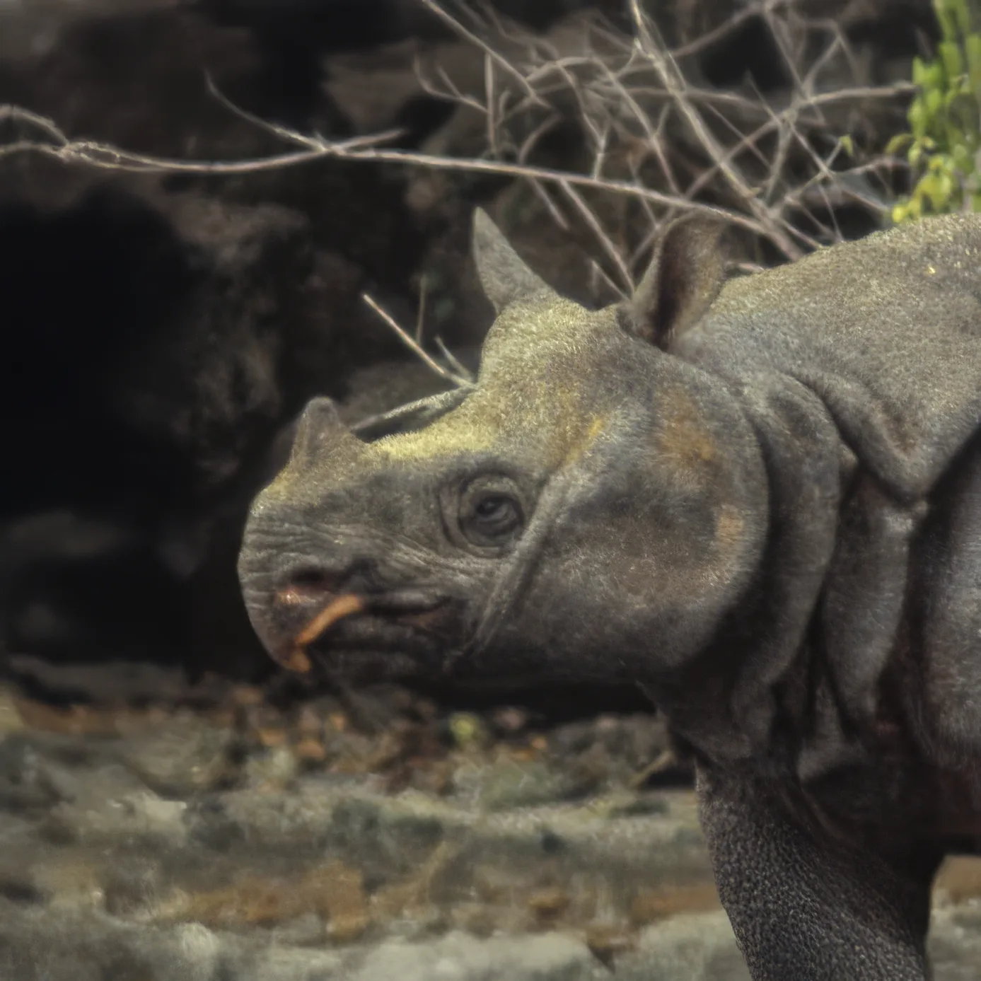 Javan Rhino