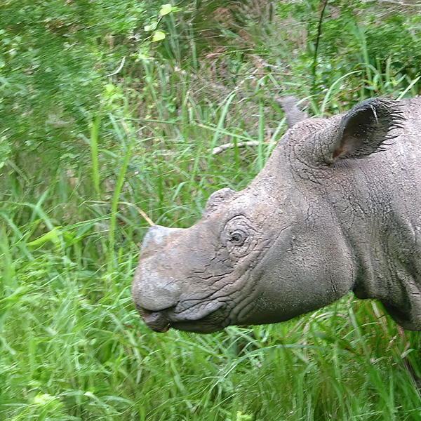 Sumatran Rhino