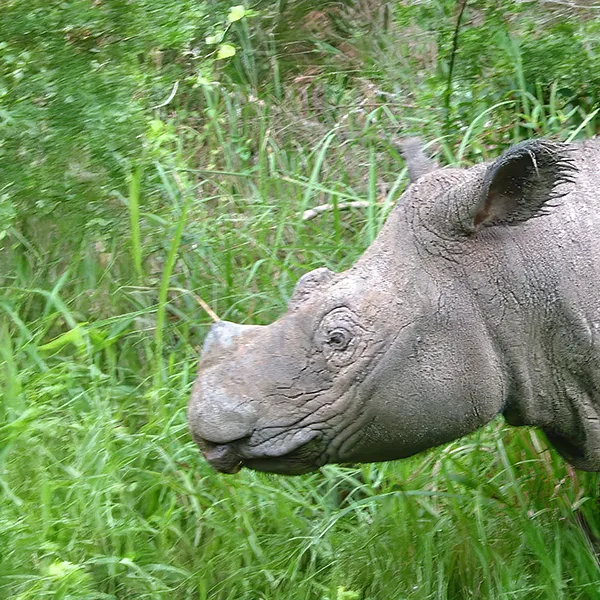 Sumatran Rhino