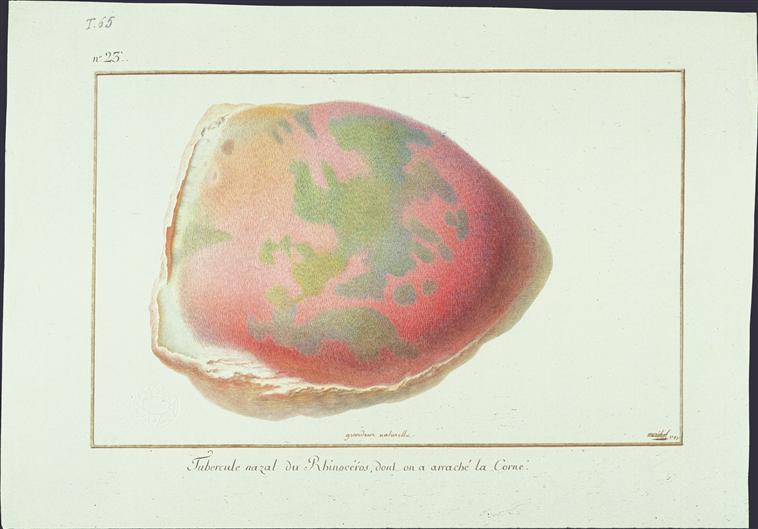 Nasal anatomy of Versailles rhino