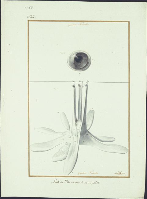 Eye of the Versailles rhino