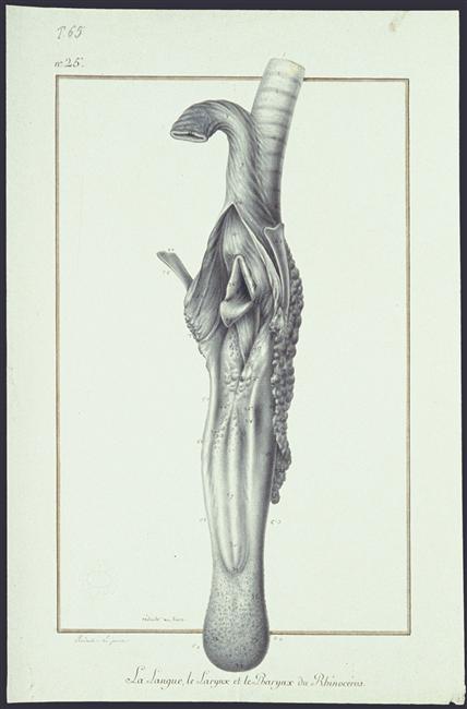 Tongue of Versailles rhino