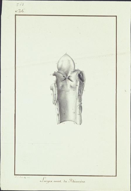 Larynx of Versailles rhinoceros