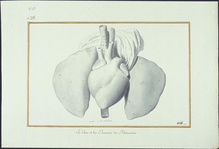 Heart and lungs of Versailles Rhino