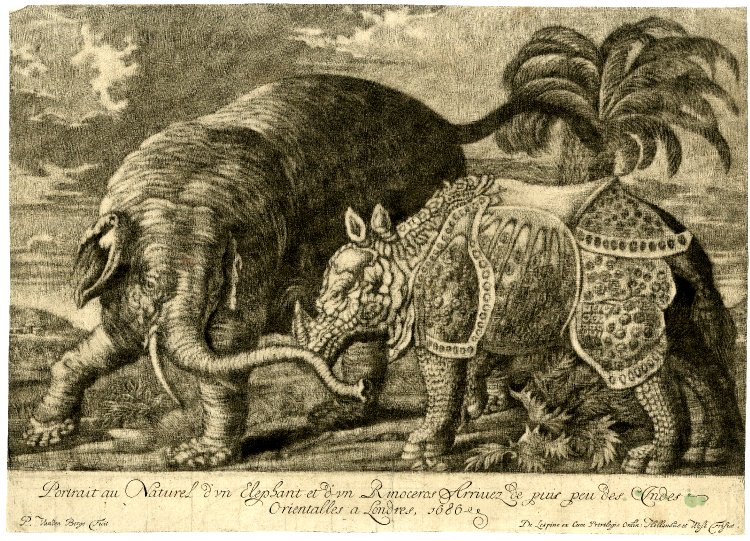 Mezzotint of rhino fighting elephant