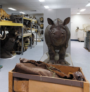 Ringling Rhino in Yale
