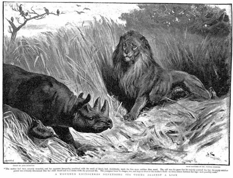 Defense against a lion