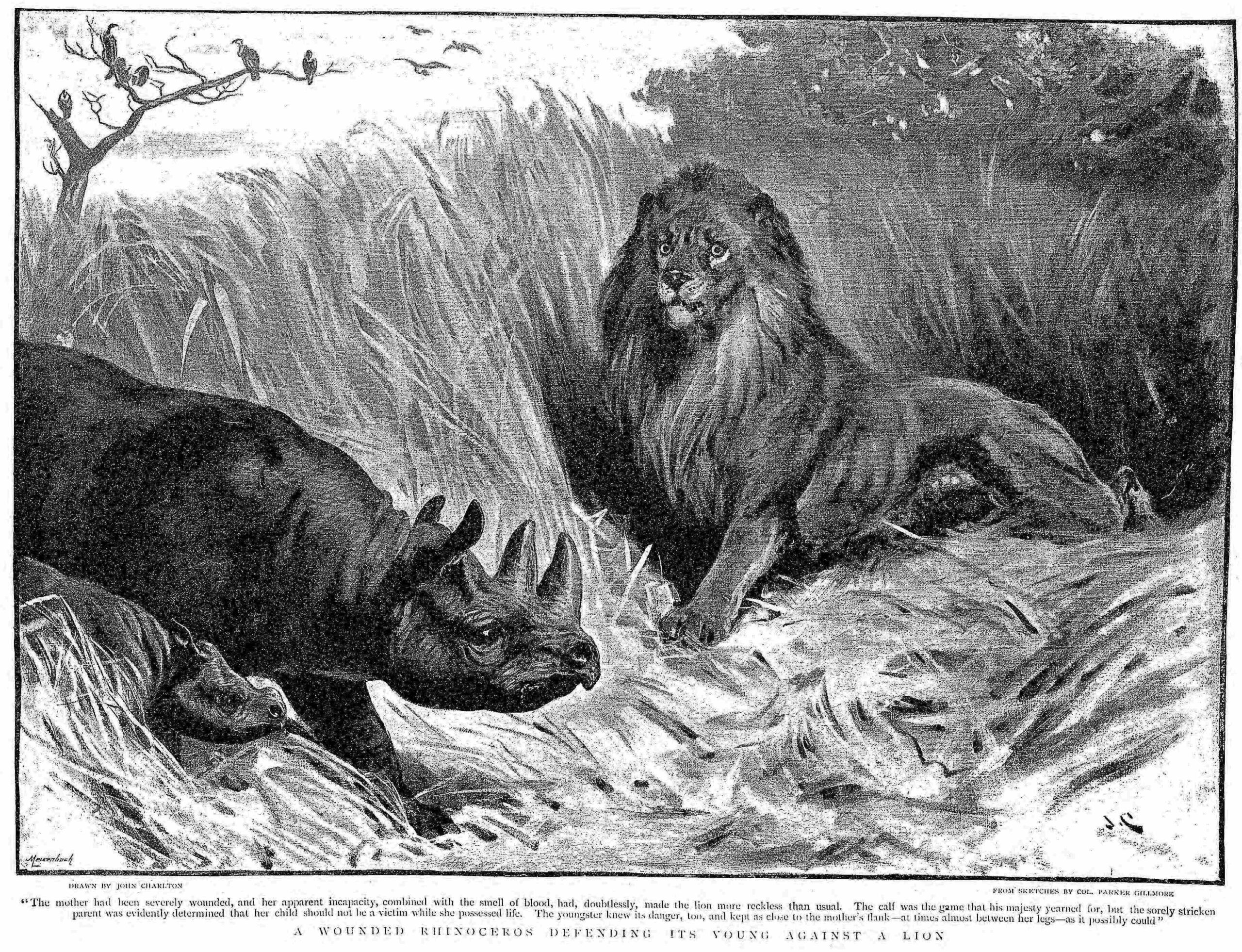 Defense against a lion