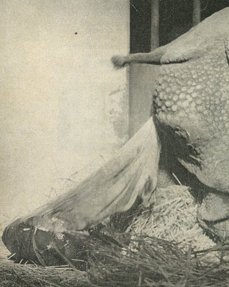 Joymothi birth in Basel